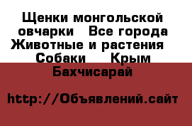 Щенки монгольской овчарки - Все города Животные и растения » Собаки   . Крым,Бахчисарай